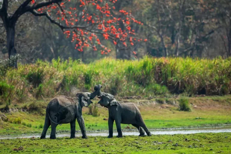 Majestic Assam & Meghalaya Discovery – 7 Days | Guwahati–Kaziranga–Shillong